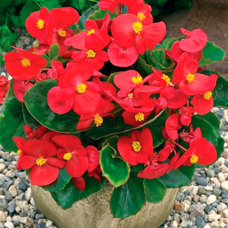  Begonia 1000 Semillas semperfloren Bada Bing Scarlet PLT Flor Maceta 74.576271 Begonia 1000 Semillas semperfloren Bada Bing Sca