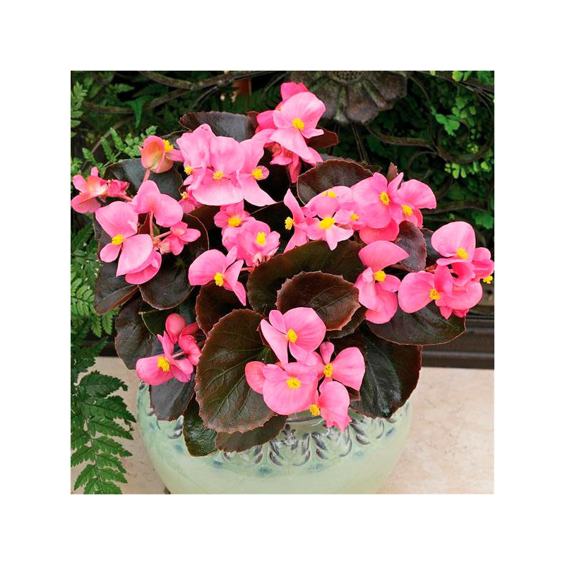 Begonia 1000 Semillas semperfloren Bada Boom Pink PLT Flor Maceta 74.576271 Begonia 1000 Semillas semperfloren Bada Boom Pink P Begonia 1000 Semillas semperfloren Bada Boom Pink PLT Flor Maceta 74.576271 Begonia 1000 Semillas semperfloren Bada Boom Pink P