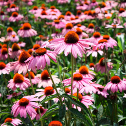 Equinacea 1000 Semillas Echinacea purpurea Magnus Flor Maceta 137.288136 Equinacea 1000 Semillas Echinacea purpurea Magnus Flor