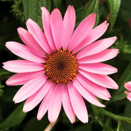  Equinacea 1000 Semillas Echinacea purpurea Prairie Splendor Rose Deep Flor Maceta 176.271186 Equinacea 1000 Semillas Echinacea 