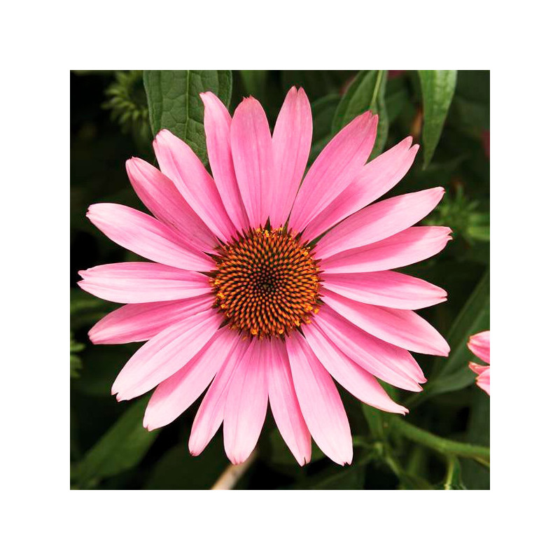 Equinacea 1000 Semillas Echinacea purpurea Prairie Splendor Rose Deep Flor Maceta 176.271186 Equinacea 1000 Semillas Echinacea Equinacea 1000 Semillas Echinacea purpurea Prairie Splendor Rose Deep Flor Maceta 176.271186 Equinacea 1000 Semillas Echinacea