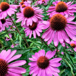  Equinacea 1000 Semillas Echinacea purpurea Prairie Splendor Rose Deep Flor Maceta 176.271186 Equinacea 1000 Semillas Echinacea 