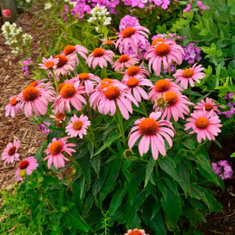  Equinacea 1000 Semillas Echinacea purpurea Prairie Splendor Rose Deep Flor Maceta 176.271186 Equinacea 1000 Semillas Echinacea 