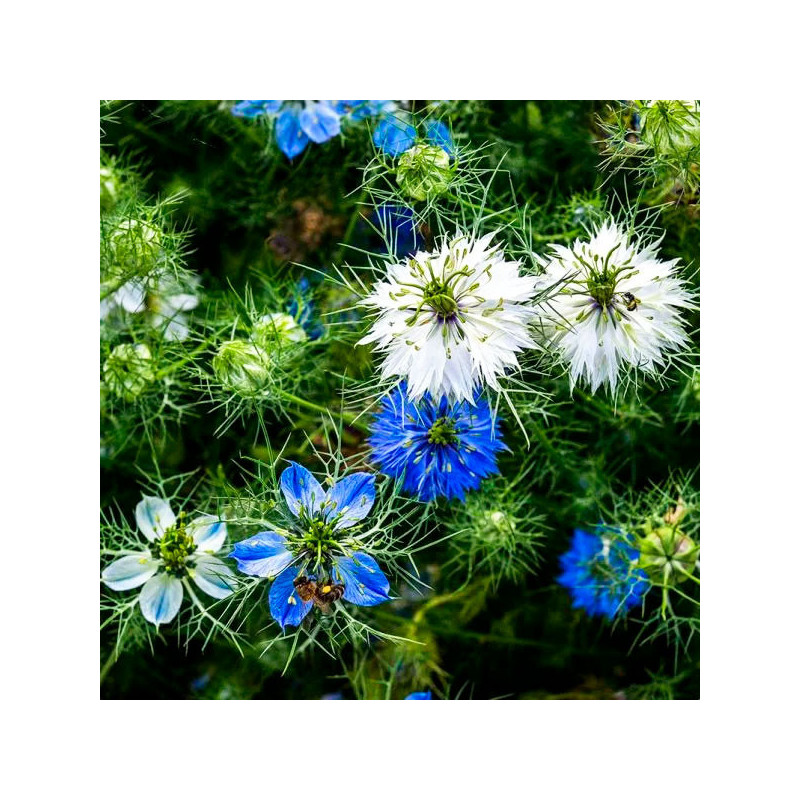 Arañuela 1000 Semillas Nigella damascena Miss Jekyll Mix Flor Corte 55.932203 Arañuela 1000 Semillas Nigella damascena Miss Jek Arañuela 1000 Semillas Nigella damascena Miss Jekyll Mix Flor Corte 55.932203 Arañuela 1000 Semillas Nigella damascena Miss Jek