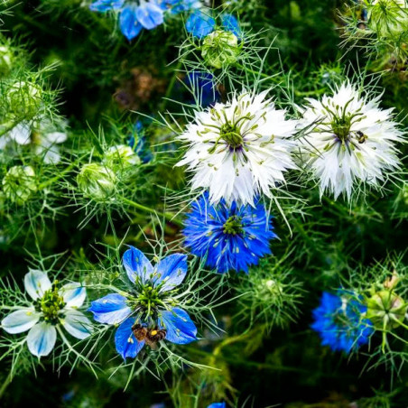  Arañuela 1000 Semillas Nigella damascena Miss Jekyll Mix Flor Corte 55.932203 Arañuela 1000 Semillas Nigella damascena Miss Jek