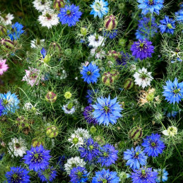  Arañuela 1000 Semillas Nigella damascena Miss Jekyll Mix Flor Corte 55.932203 Arañuela 1000 Semillas Nigella damascena Miss Jek
