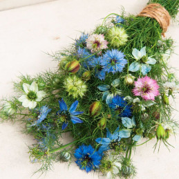  Arañuela 1000 Semillas Nigella damascena Miss Jekyll Mix Flor Corte 55.932203 Arañuela 1000 Semillas Nigella damascena Miss Jek