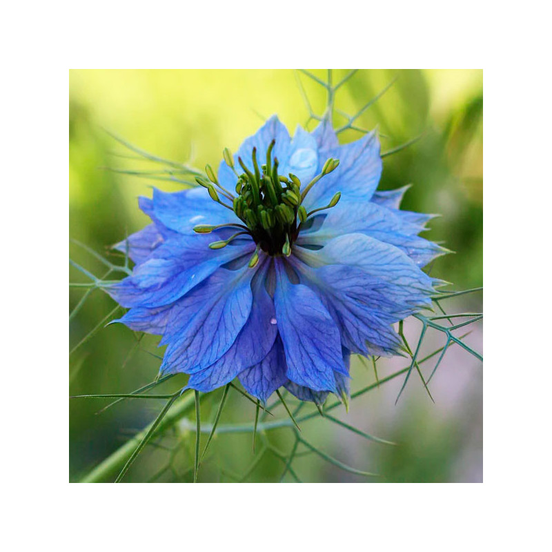 Arañuela 1000 Semillas Nigella damascena Miss Jekyll Blue Sky Flor Corte 55.932203 Arañuela 1000 Semillas Nigella damascena Mis Arañuela 1000 Semillas Nigella damascena Miss Jekyll Blue Sky Flor Corte 55.932203 Arañuela 1000 Semillas Nigella damascena Mis
