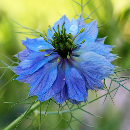 Arañuela 1000 Semillas Nigella damascena Miss Jekyll Blue Sky Flor Corte 55.932203 Arañuela 1000 Semillas Nigella damascena Mis