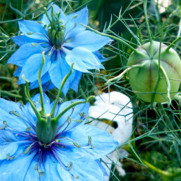  Arañuela 1000 Semillas Nigella damascena Miss Jekyll Blue Sky Flor Corte 55.932203 Arañuela 1000 Semillas Nigella damascena Mis