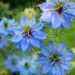  Arañuela 1000 Semillas Nigella damascena Miss Jekyll Blue Sky Flor Corte 55.932203 Arañuela 1000 Semillas Nigella damascena Mis