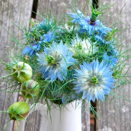  Arañuela 1000 Semillas Nigella damascena Miss Jekyll Blue Sky Flor Corte 55.932203 Arañuela 1000 Semillas Nigella damascena Mis