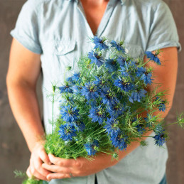  Arañuela 1000 Semillas Nigella damascena Miss Jekyll Blue Dark Flor Corte 55.932203 Arañuela 1000 Semillas Nigella damascena Mi