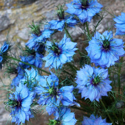  Arañuela 1000 Semillas Nigella damascena Miss Jekyll Blue Dark Flor Corte 55.932203 Arañuela 1000 Semillas Nigella damascena Mi
