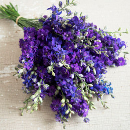  Espuela de Caballero 5000 Semillas Consolida ambigua Delphinium Larkspur Imperial Qis Blue Dark Flor Corte 80.508475 Espuela de