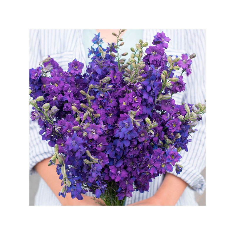  Espuela de Caballero 5000 Semillas Consolida ambigua Delphinium Larkspur Imperial Qis Blue Dark Flor Corte 80.508475 Espuela de