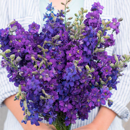  Espuela de Caballero 5000 Semillas Consolida ambigua Delphinium Larkspur Imperial Qis Blue Dark Flor Corte 80.508475 Espuela de