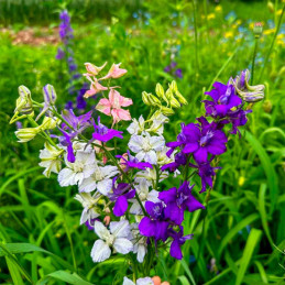  Espuela de Caballero 5000 Semillas Delphinium ambigua Larkspur Imperial Giants Mix Flor Corte 80.508475 Espuela de Caballero 50