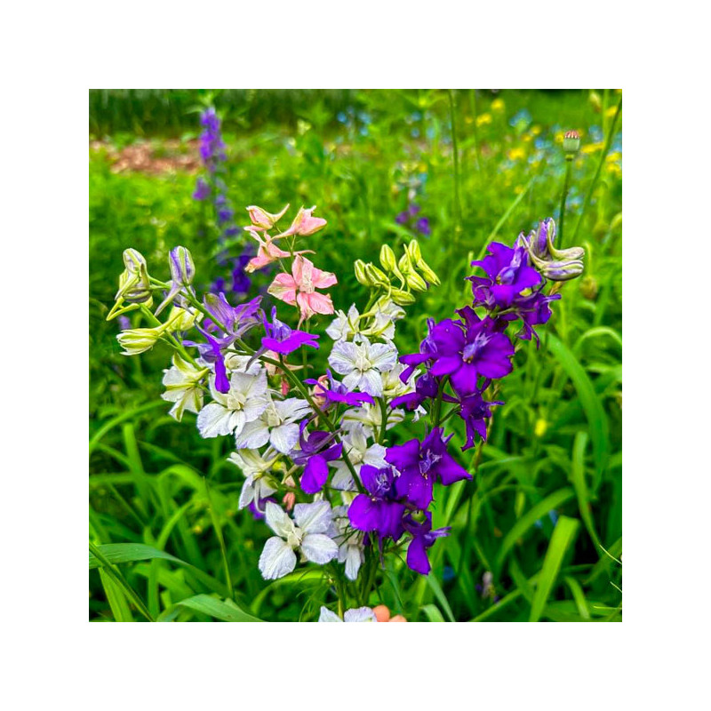  Espuela de Caballero 5000 Semillas Delphinium ambigua Larkspur Imperial Giants Mix Flor Corte 80.508475 Espuela de Caballero 50