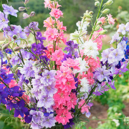  Espuela de Caballero 5000 Semillas Delphinium ambigua Larkspur Imperial Giants Mix Flor Corte 80.508475 Espuela de Caballero 50