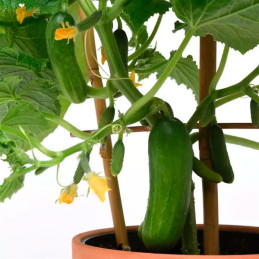  Pepinillo 100 Semillas Cucumis sativus Cucumber Edible Potted Minis Quick Snack Hortaliza Maceta 63.559322 Pepinillo 100 Semill