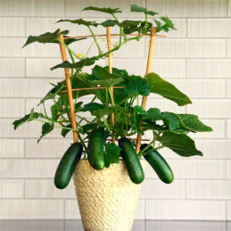  Pepinillo 100 Semillas Cucumis sativus Cucumber Edible Potted Minis Quick Snack Hortaliza Maceta 63.559322 Pepinillo 100 Semill