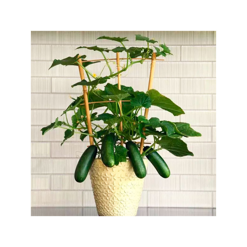  Pepinillo 100 Semillas Cucumis sativus Cucumber Edible Potted Minis Quick Snack Hortaliza Maceta 63.559322 Pepinillo 100 Semill