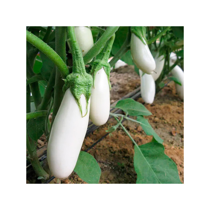 Berenjena 1000 Semillas Solanum melongena Nieve Eggplant Snowy Hortaliza Aromatica Jardin 73.728814 Berenjena 1000 Semillas Sol