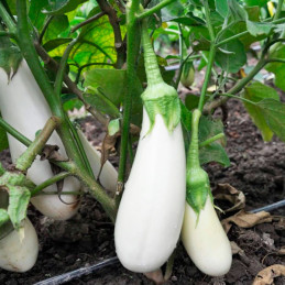  Berenjena 1000 Semillas Solanum melongena Nieve Eggplant Snowy Hortaliza Aromatica Jardin 73.728814 Berenjena 1000 Semillas Sol