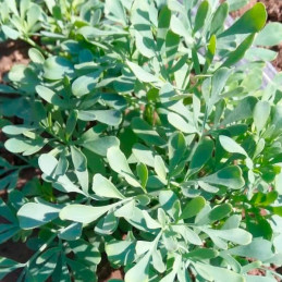  Ruda Hembra 1000 Semillas Ruta Rue Rute Graveolens Hierba Aromatica Jardin 73.728814 Ruda Hembra 1000 Semillas Ruta Rue Rute Gr