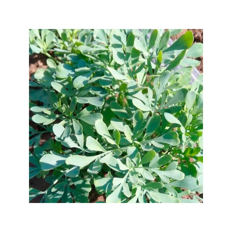 Ruda Hembra 1000 Semillas Ruta Rue Rute Graveolens Hierba Aromatica Jardin 73.728814 Ruda Hembra 1000 Semillas Ruta Rue Rute Gr Ruda Hembra 1000 Semillas Ruta Rue Rute Graveolens Hierba Aromatica Jardin 73.728814 Ruda Hembra 1000 Semillas Ruta Rue Rute Gr