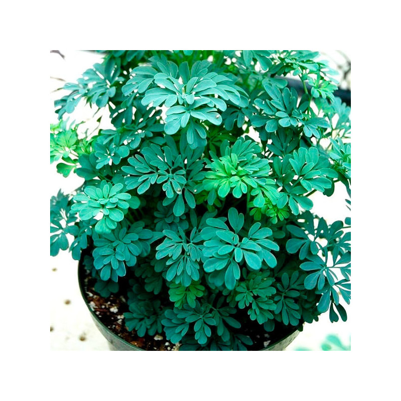 Ruda Macho 1000 Semillas Ruta Rue Chalepensis Barry Hierba Aromatica Jardin 91.525424 Ruda Macho 1000 Semillas Ruta Rue Chalepe Ruda Macho 1000 Semillas Ruta Rue Chalepensis Barry Hierba Aromatica Jardin 91.525424 Ruda Macho 1000 Semillas Ruta Rue Chalepe