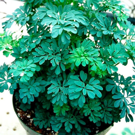  Ruda Macho 1000 Semillas Ruta Rue Chalepensis Barry Hierba Aromatica Jardin 91.525424 Ruda Macho 1000 Semillas Ruta Rue Chalepe
