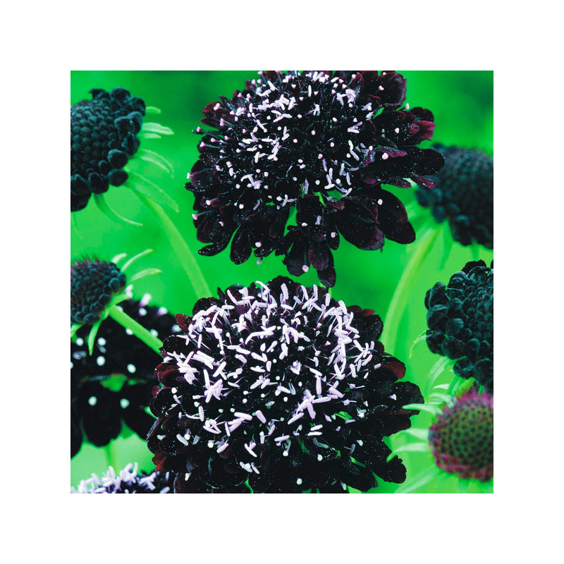  Escabiosa 1000 Semillas Scabiosa atropurpurea Black Night Flor Maceta Jardin 91.525424 Escabiosa 1000 Semillas Scabiosa atropur