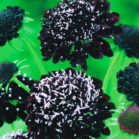  Escabiosa 1000 Semillas Scabiosa atropurpurea Black Night Flor Maceta Jardin 91.525424 Escabiosa 1000 Semillas Scabiosa atropur