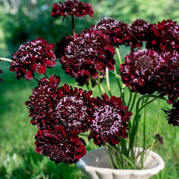  Escabiosa 1000 Semillas Scabiosa atropurpurea Black Night Flor Maceta Jardin 91.525424 Escabiosa 1000 Semillas Scabiosa atropur