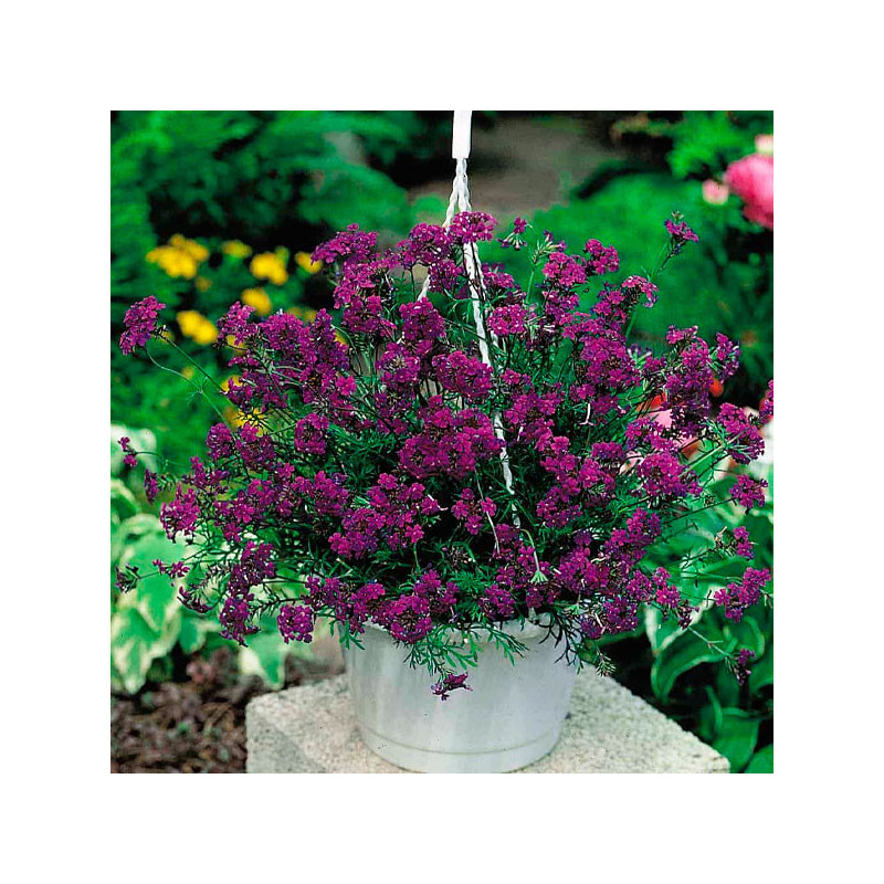  Verbena 1000 Semillas speciosa Imagination Flor Maceta Jardin 149.152542 Verbena 1000 Semillas speciosa Imagination Flor Maceta