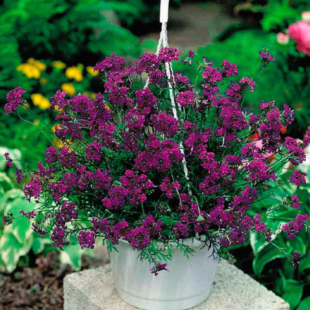  Verbena 1000 Semillas speciosa Imagination Flor Maceta Jardin 149.152542 Verbena 1000 Semillas speciosa Imagination Flor Maceta