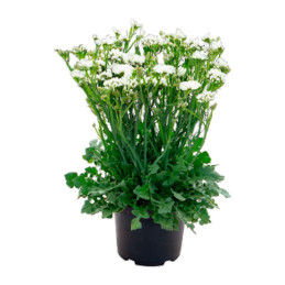  Limonio 1000 Semillas Limonium sinuatum Statice Hipster White Flor Corte 73.728814 Limonio 1000 Semillas Limonium sinuatum Stat