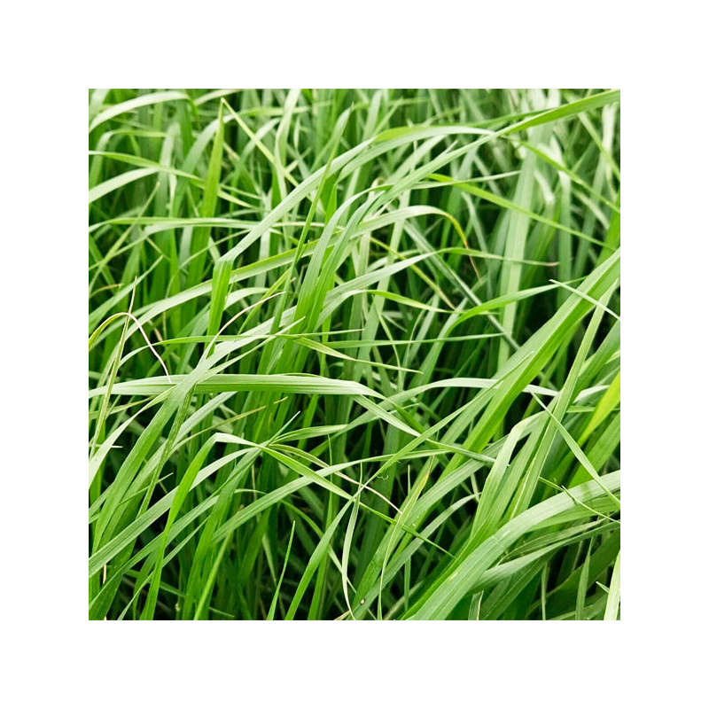 Ryegrass TAMA NZ 25Kg Semillas Pasto Tetraploide Forrajes New Zealand Seed 372.033898 Ryegrass TAMA NZ 25Kg Semillas Pasto Tetr Ryegrass TAMA NZ 25Kg Semillas Pasto Tetraploide Forrajes New Zealand Seed 372.033898 Ryegrass TAMA NZ 25Kg Semillas Pasto Tetr