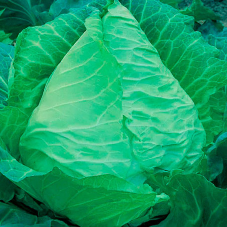  Col Corazon de Buey 500gr Semillas Acorazonado Variedad, TopSeed 110.169492 Col Corazon de Buey 500gr Semillas Acorazonado Vari
