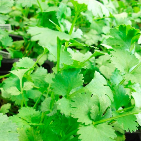  Culantro Long Standing 25Kg Semillas Variedad San Martin 1061.864407 Culantro Long Standing 25Kg Semillas Variedad San Martin
P