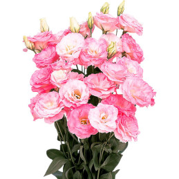  Lisianto 1000 Semillas Eustoma grandiflorum Lisianthus Mariachi Misty Pink PLT Flor Corte 182.20339 Lisianto 1000 Semillas Eust