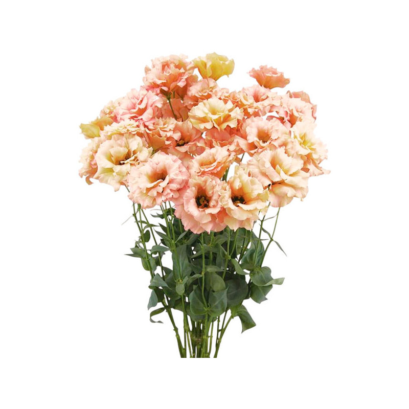 Lisianto 1000 Semillas Eustoma grandiflorum Lisianthus Celeb 1 Beige Neo PLT Flor Corte 171.186441 Lisianto 1000 Semillas Eusto Lisianto 1000 Semillas Eustoma grandiflorum Lisianthus Celeb 1 Beige Neo PLT Flor Corte 171.186441 Lisianto 1000 Semillas Eusto