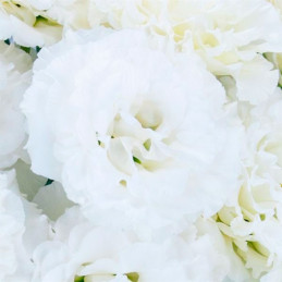  Lisianto 1000 Semillas Eustoma grandiflorum Lisianthus Celeb 2 Snow PLT Flor Corte 171.186441 Lisianto 1000 Semillas Eustoma gr