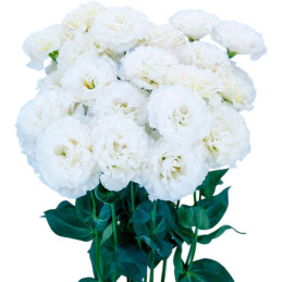 Lisianto 1000 Semillas Eustoma grandiflorum Lisianthus Celeb 2 Snow PLT Flor Corte 171.186441 Lisianto 1000 Semillas Eustoma gr