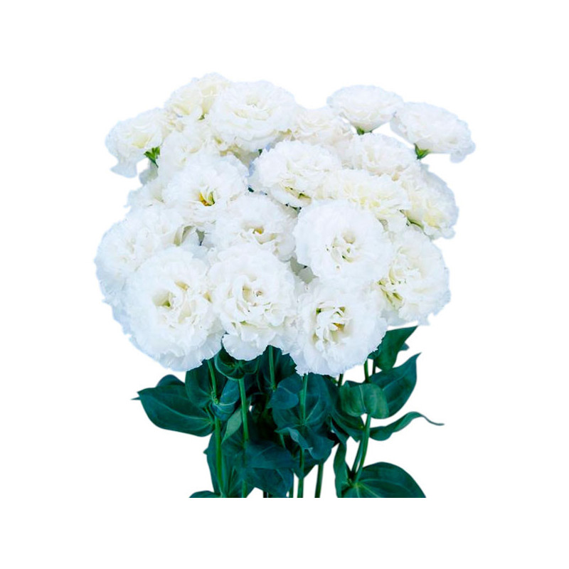 Lisianto 1000 Semillas Eustoma grandiflorum Lisianthus Celeb 2 Snow PLT Flor Corte 171.186441 Lisianto 1000 Semillas Eustoma gr Lisianto 1000 Semillas Eustoma grandiflorum Lisianthus Celeb 2 Snow PLT Flor Corte 171.186441 Lisianto 1000 Semillas Eustoma gr