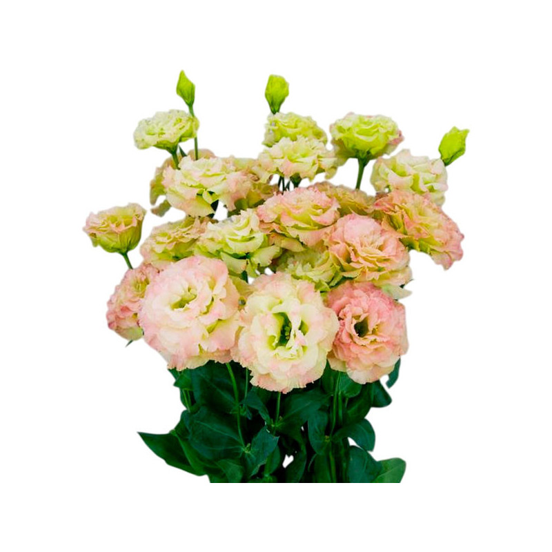 Lisianto 1000 Semillas Eustoma grandiflorum Lisianthus Celeb 2 Pink Diamond PLT Flor Corte 171.186441 Lisianto 1000 Semillas Eu Lisianto 1000 Semillas Eustoma grandiflorum Lisianthus Celeb 2 Pink Diamond PLT Flor Corte 171.186441 Lisianto 1000 Semillas Eu