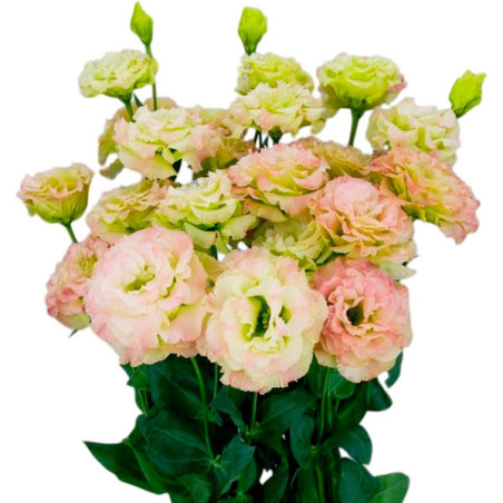  Lisianto 1000 Semillas Eustoma grandiflorum Lisianthus Celeb 2 Pink Diamond PLT Flor Corte 171.186441 Lisianto 1000 Semillas Eu