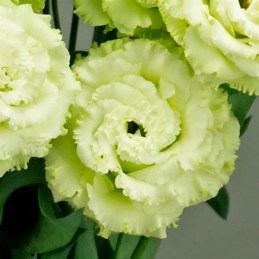  Lisianto 1000 Semillas Eustoma grandiflorum Lisianthus Celeb 2 green PLT Flor Corte 171.186441 Lisianto 1000 Semillas Eustoma g